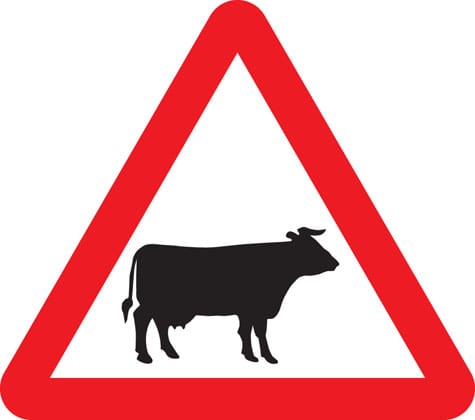 Cattle - Image 1