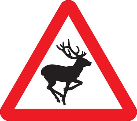 Wild animals - Image 1