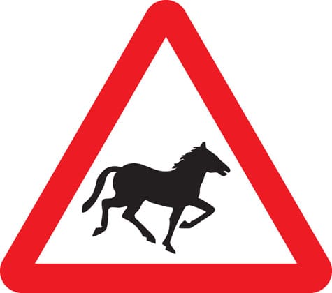Wild horses or ponies - Image 1